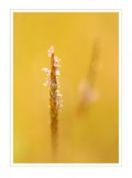 Пролет; comments:9