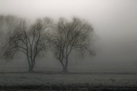 Ghost Tree; Коментари:11