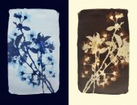 Вишнев цвят; comments:11