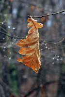 след дъжд; comments:2