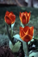 Tulipa; comments:7
