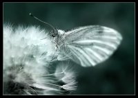 мимикрия; comments:25