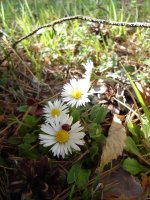 слънчево зайче; comments:7