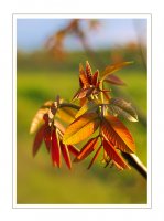 The Colors of Nature III; comments:23