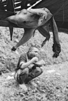 After cockfiting...; comments:6