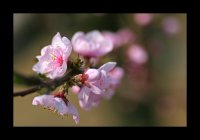 sakura sakura; comments:10