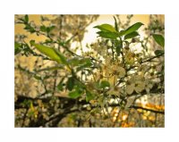 Spring Story II; comments:15