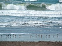 San Francisco Beach; comments:9