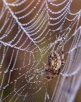 no name ( ID=592621 ); comments:7