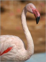 Розово фламинго; comments:3