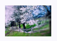 ... Не знаем отнапред в какво ще се изметне любовта ...; comments:14