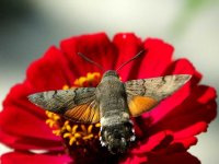 Полет; comments:4