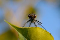 Наблюдател; comments:16