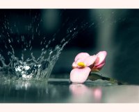 На колене пред короната; comments:25