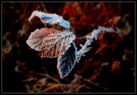 Нощно творение на природата; comments:7