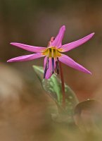 Самодивско цвете; comments:9