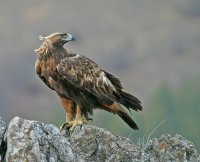 Скален орел; comments:39