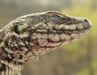 Гущер - нашите прадеди :); comments:3