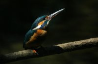 kingfisher and the mistery; comments:30
