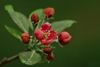 Пролет пукна; comments:26