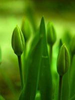 Зелено; comments:37