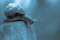 Решителност; comments:41