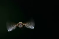 Докато важните неща се появат...; Коментари:25