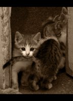 Срещу течението; Коментари:7