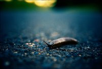 fuzzy trails; comments:7