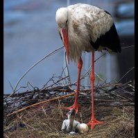 Голямото..и малкото; comments:55