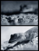 Да половувам, да вечерям... Такива работи...; comments:19