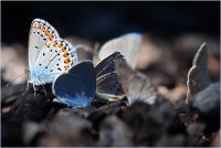 без име ( ID=629356 ); Коментари:16