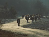 Рано сутрин; comments:18