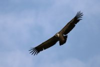 Gyps fulvus; comments:7