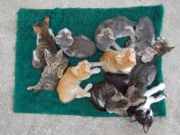 Да има място и за теб; comments:13