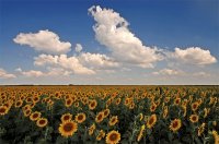 Слънчогледите; comments:9