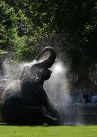 Да изкъпиш слона; Коментари:10