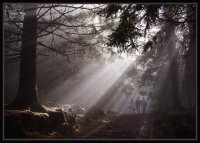 Fairy-tale; Коментари:16