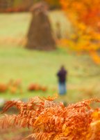 Есенна картина; Коментари:10