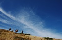 По следите на изгубения табун; Коментари:19