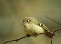 Ruby-crowned kinglet; Коментари:20