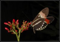 Пеперуда пощалъон (Heliconius erato); Коментари:9