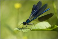 Calopteryx splendens; comments:14