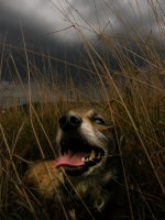 The Beast; Коментари:25