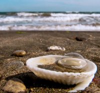 тук и сега; comments:10