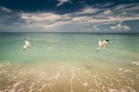 ти гониш!; comments:41