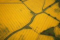 The Yellow Brick Road; Коментари:36