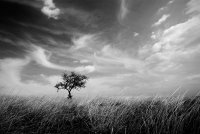 сам; Коментари:18