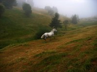 Фентъзи; Коментари:20