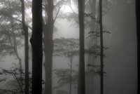 без име ( ID=933201 ); Коментари:11